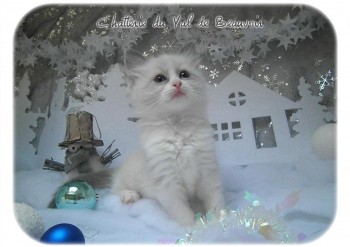  mâle blue bicolour - Noël - Chatterie Ragdolls du Val de Beauvoir